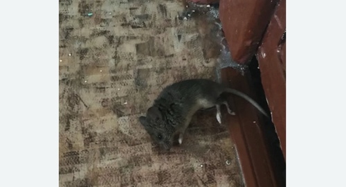 Дезинфекция от мышей в Карачаевске