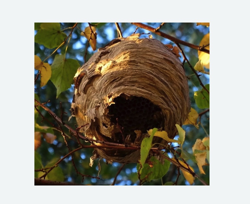 Обработка от шершней в Карачаевске