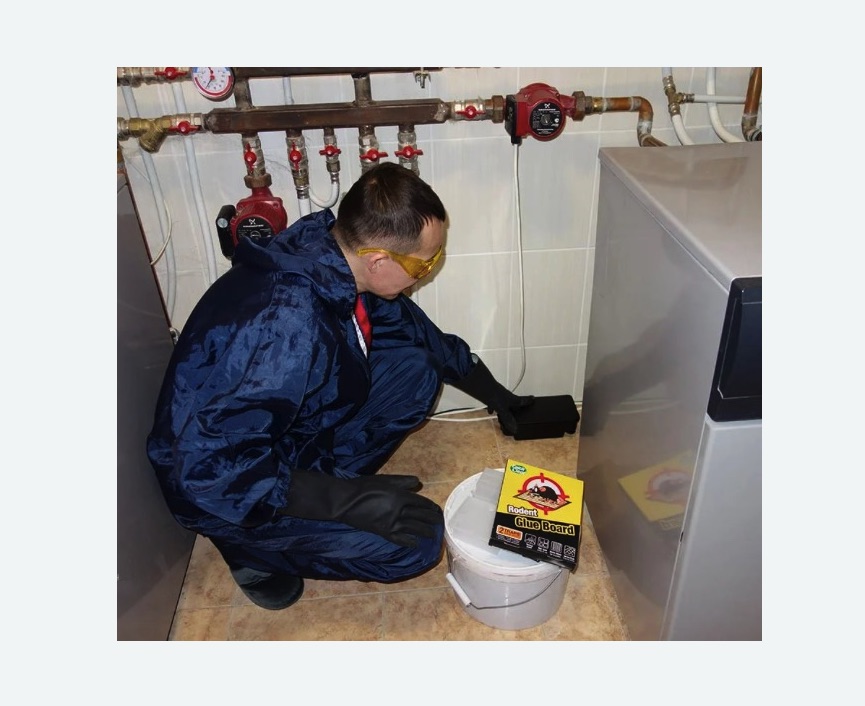 Уничтожение крыс в Карачаевске